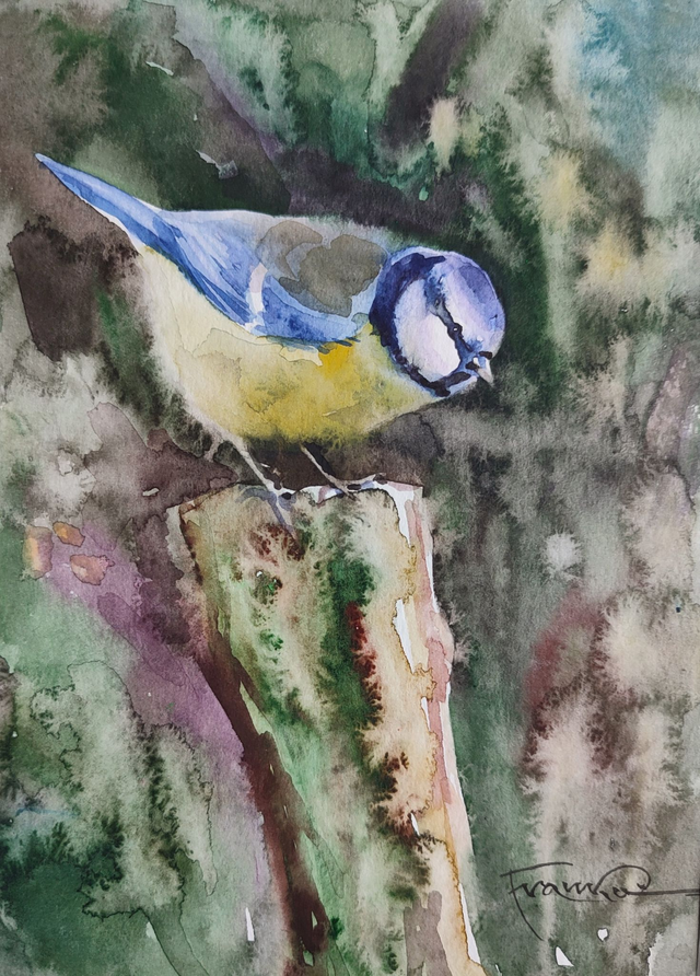 Modraszka, 30x24 (21x15 w świetle passe-partout) akwarela