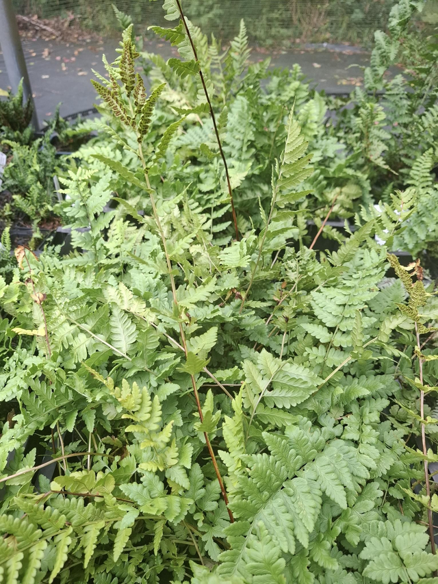 Dryopteris cristata 1 litre