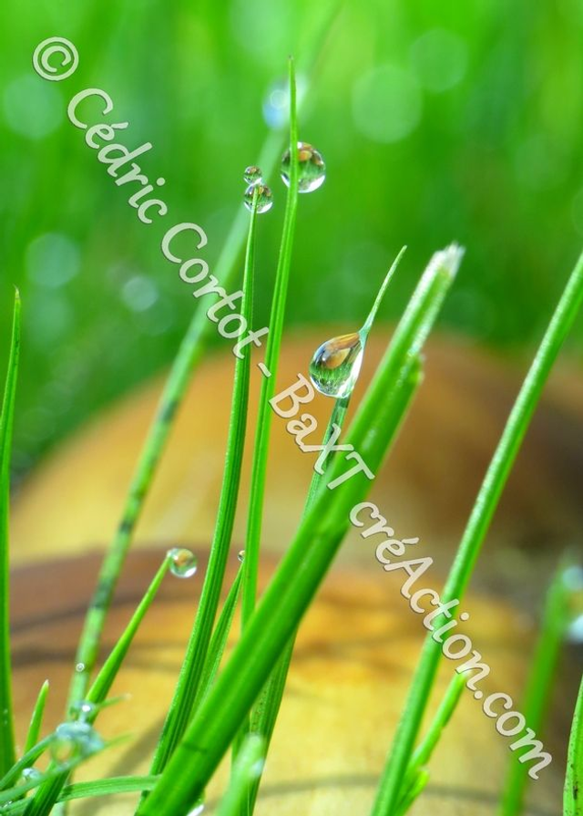 1 - Carte postale - Rosée et gouttes de pluie (Ref 7612)