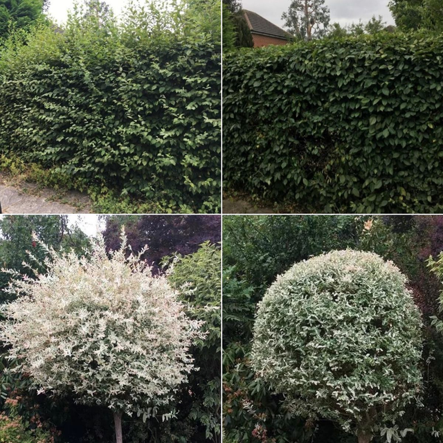 Garden Maintenance 1 Hour 