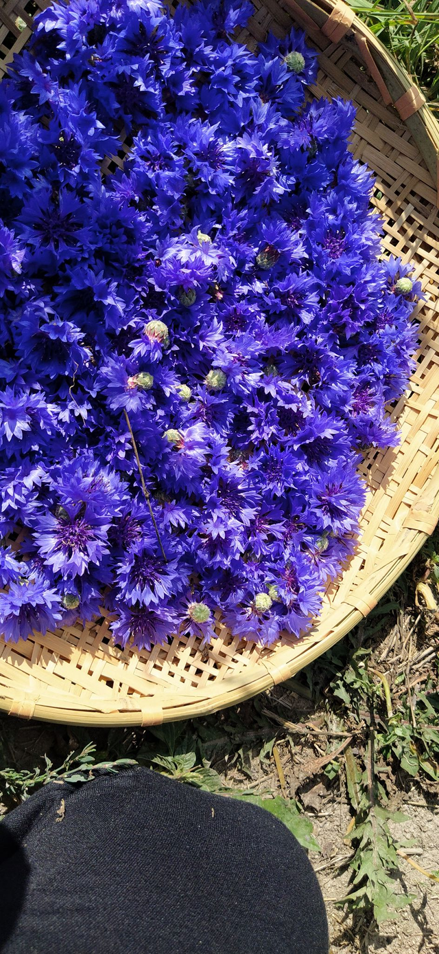 Bleuet fleurs entières - bio 15g