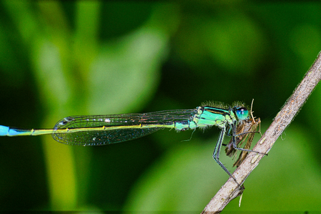 Agrion et sa proie