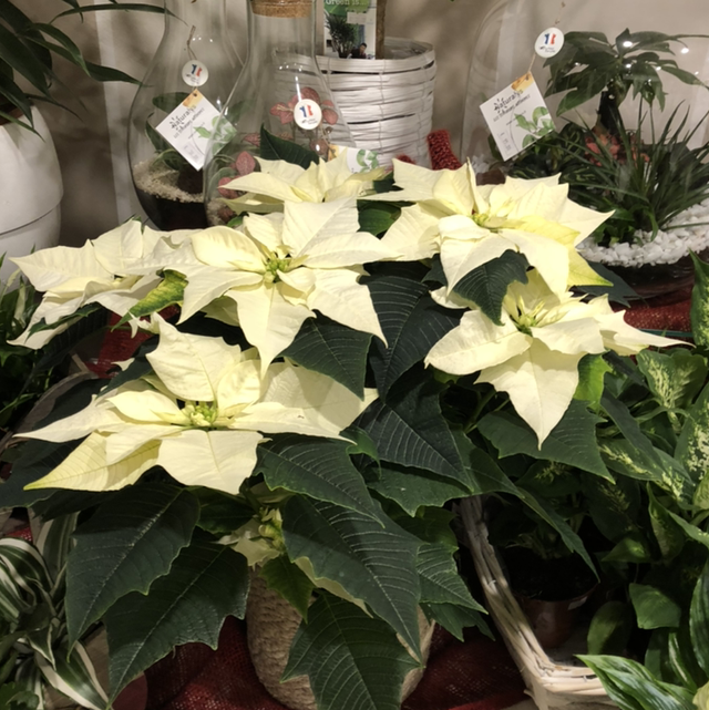 Stella Di Natale Media 