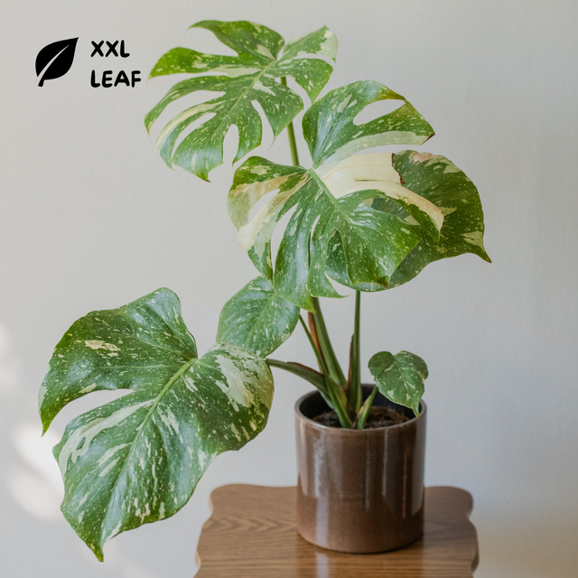 Monstera Deliciosa Thai Constellation 🌿
