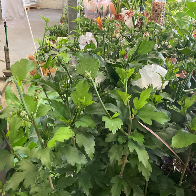 Hibiscus syriacus 