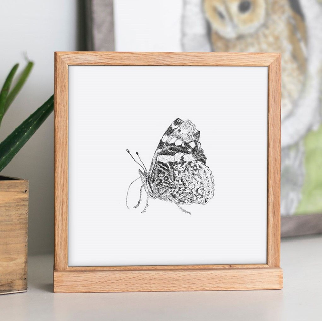 Red Admiral (Vanessa atalanta) Art Print