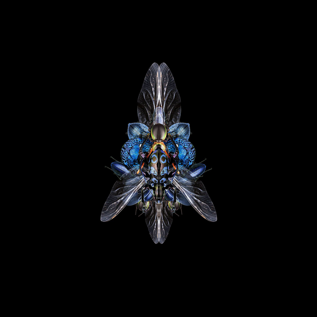 Imago Bleu | Tirage 2/8