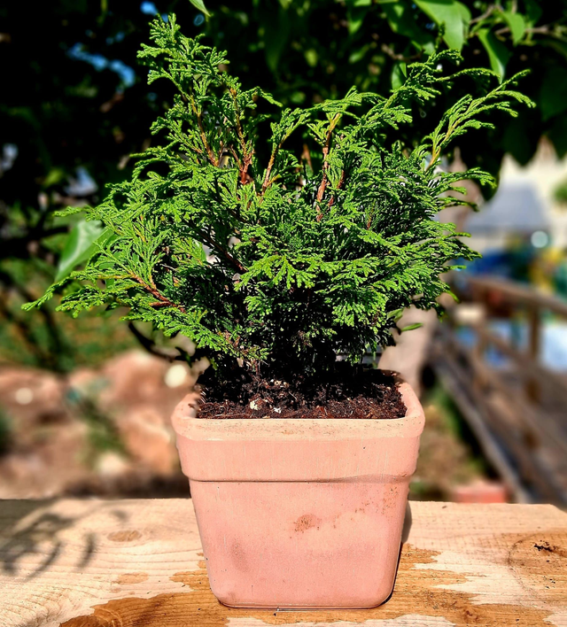 S10 . Chamaecyparis obtusa 'Pygmaea' in Vaso quadro Arena di CorinoBruna"