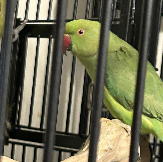 Standard Green Baby  Indian Ringneck 