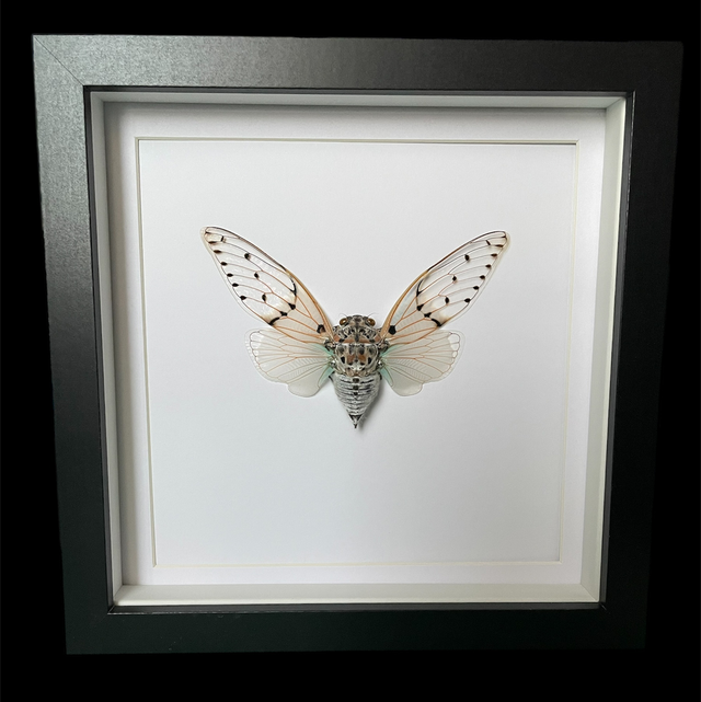 Ghost Cicada 