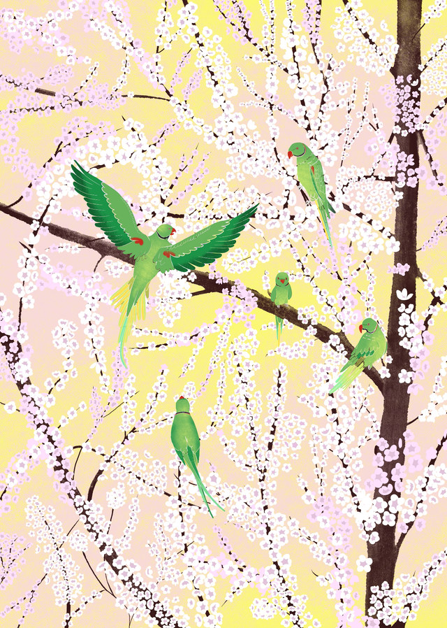 Cherry Blossoms with Parakeets, pink