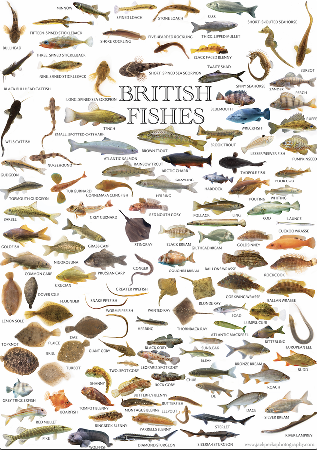 A2 UK Fish Poster 