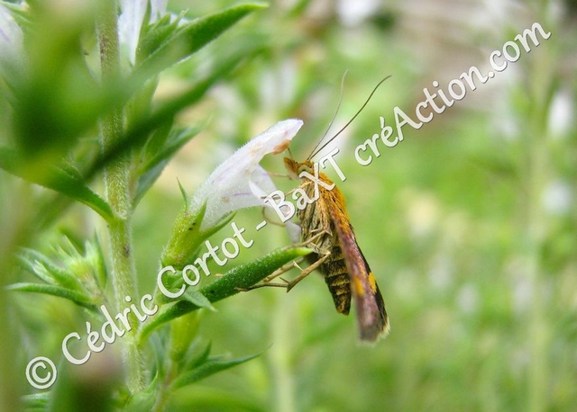 2 - Carte postale - Le petit monde du Vivant (Ref IMG_5290)