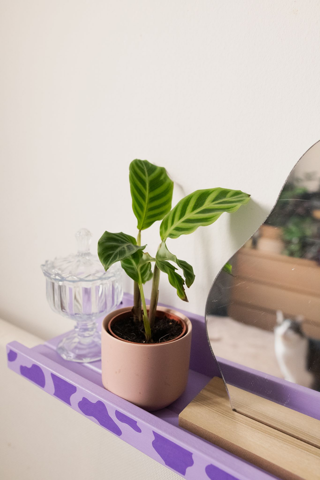 Kit Colorful Dopamine - Xmas Kit 🎀