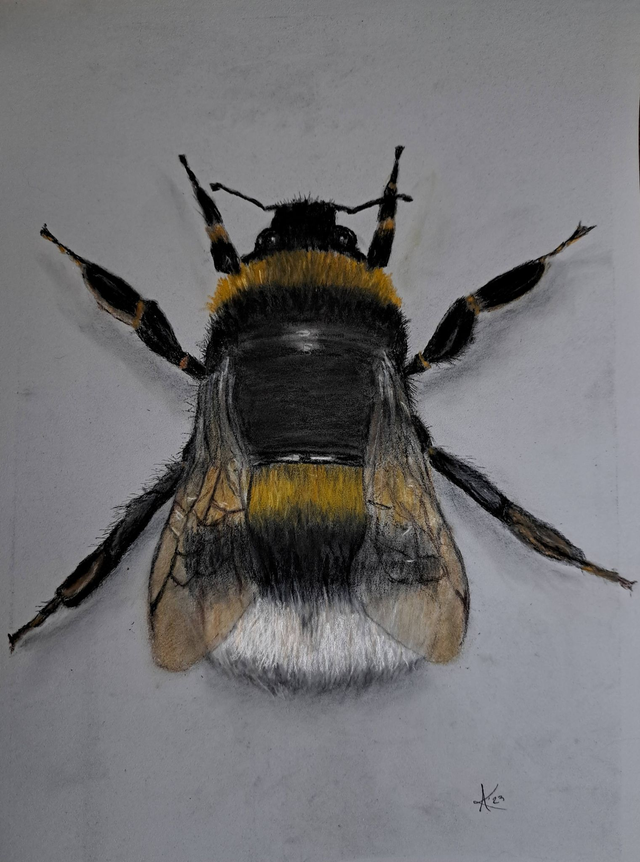 Small But Important (Bumble Bee) Limited Edition Signed Print 21 x 29 cm