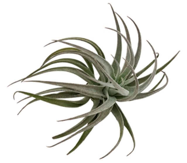 Tillandsia recurvifolia var subsecundifolia