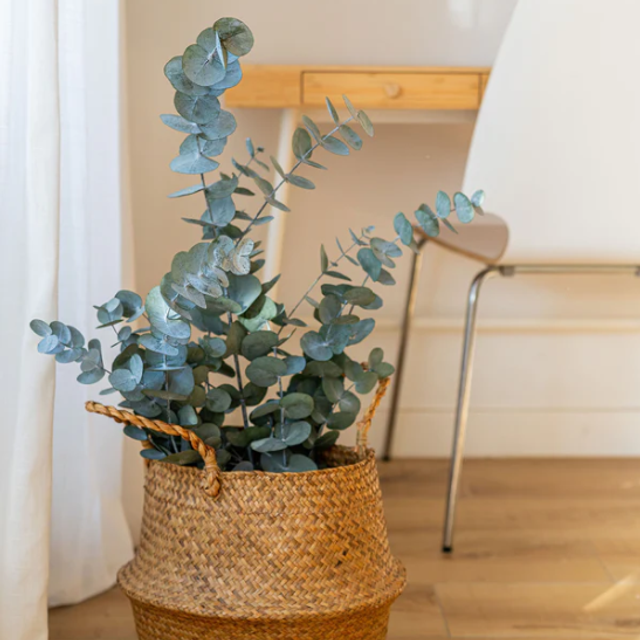 001 - Eucalipto PRESERVADO Cinerea verde. Paquete