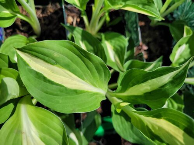 Hosta &#039;Risky Business&#039; 1 litre 