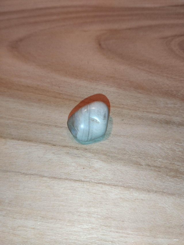 Bois fossile ou bois pétrifié 