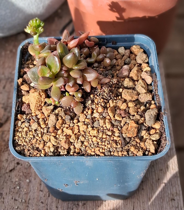 D60 . Lenopetalum 'Chocolate and Strawberries'