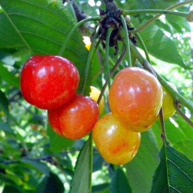 CERISIER bigarreau Coeur de Pigeon