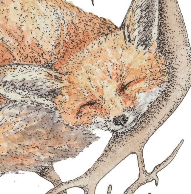 Sleeping Fox Art Print