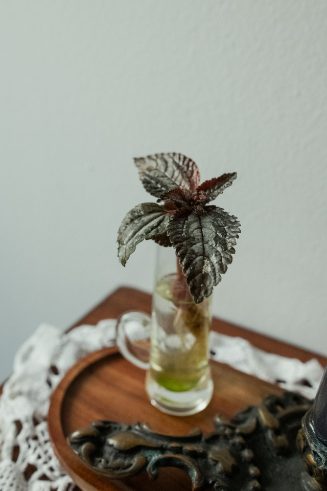 Mystic Box - Xmas Kit 🎀