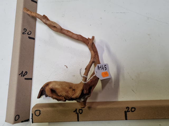 Racine araignée A-145