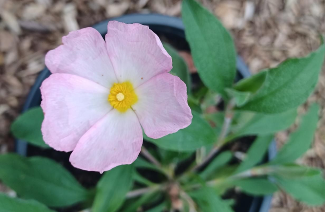 Cistus creticus pink
