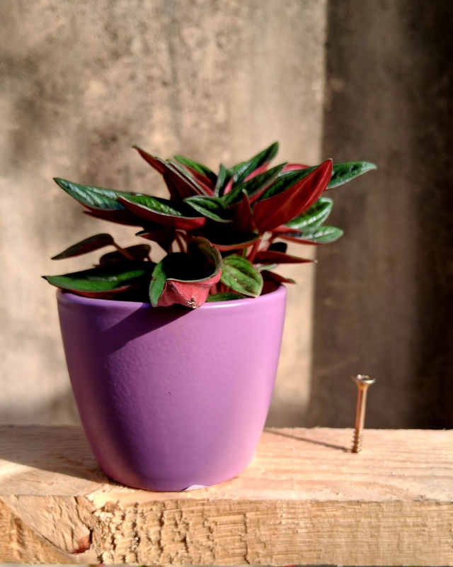 C36 . Peperomia caperata 'Rosso' CB301/7
