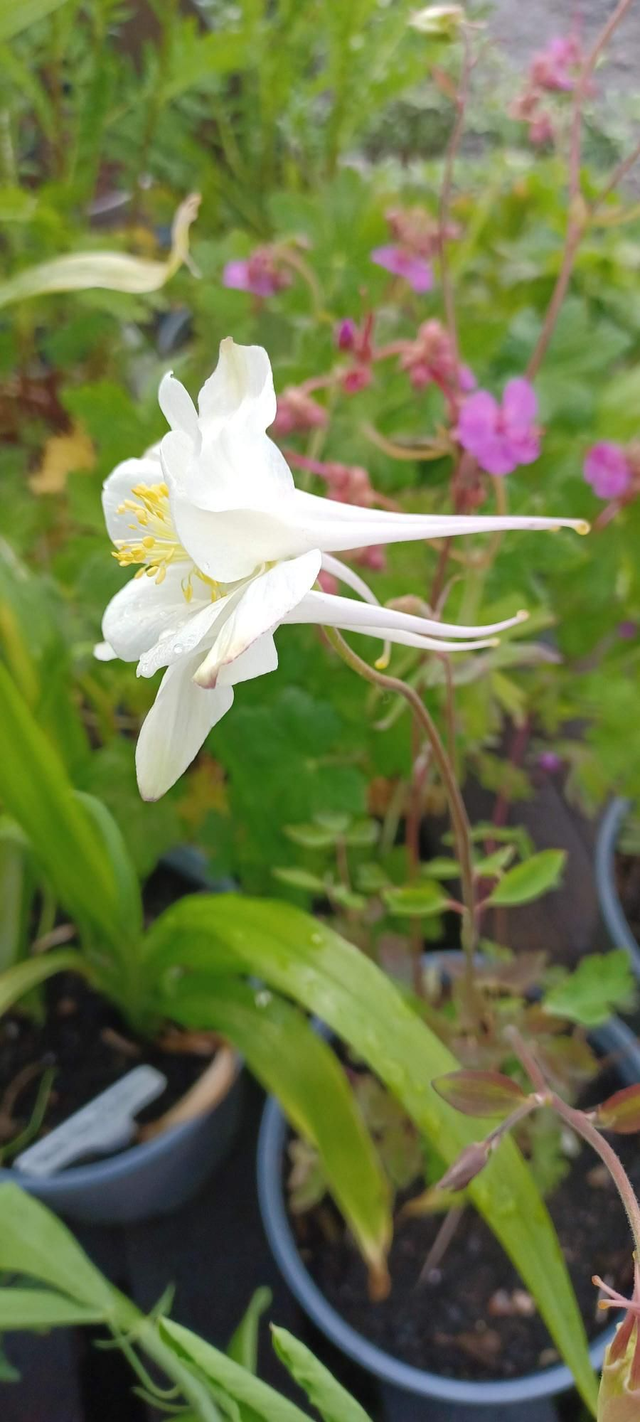 Aquilegia White Star