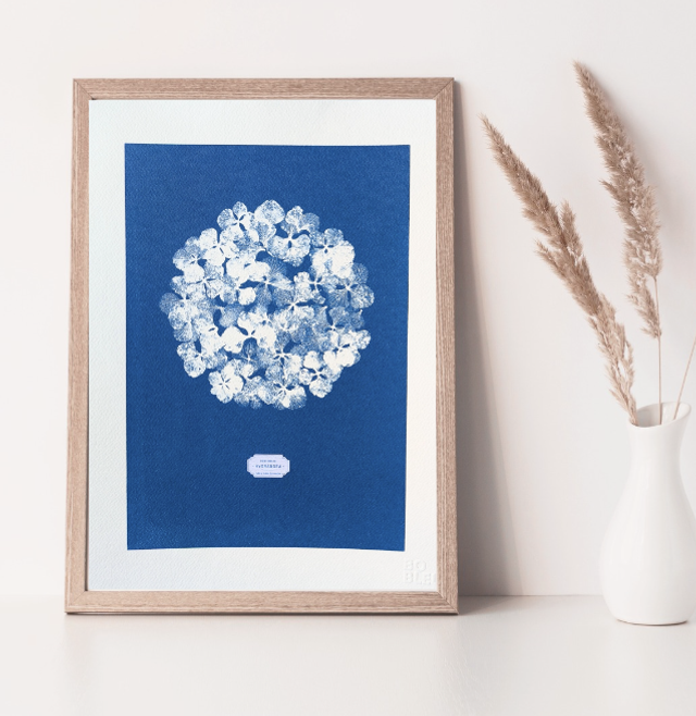 Cyanotype Hydrangea (30x40 cm) - n°302 - sans cadre