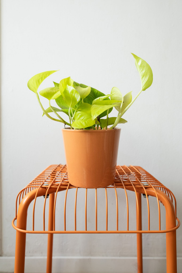 Pot orange pastel 🧩 Mix &amp; Match