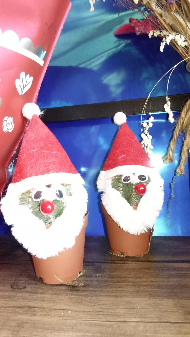 Cactus père Noël