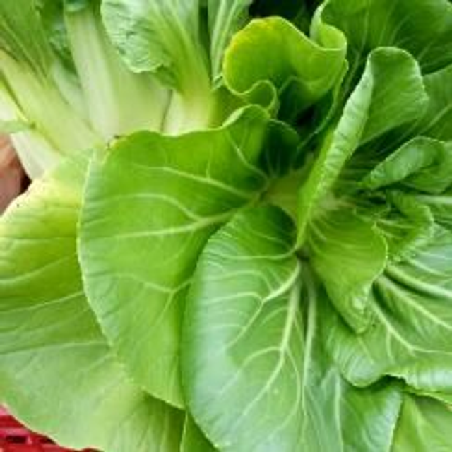 Pak choi