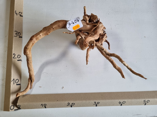 Racine araignée A-404