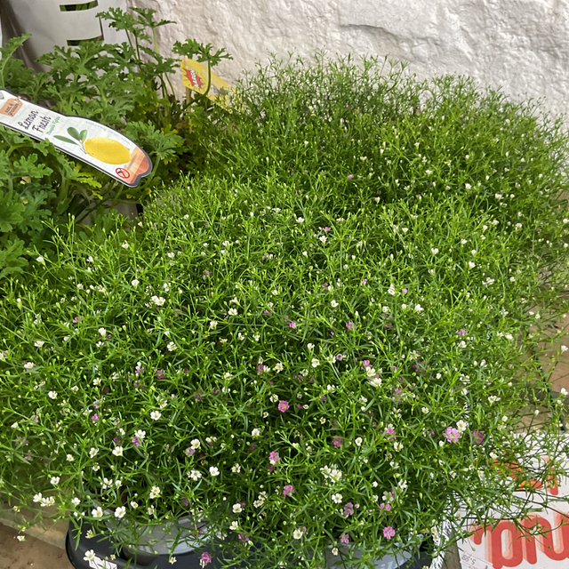 Gypso muralis