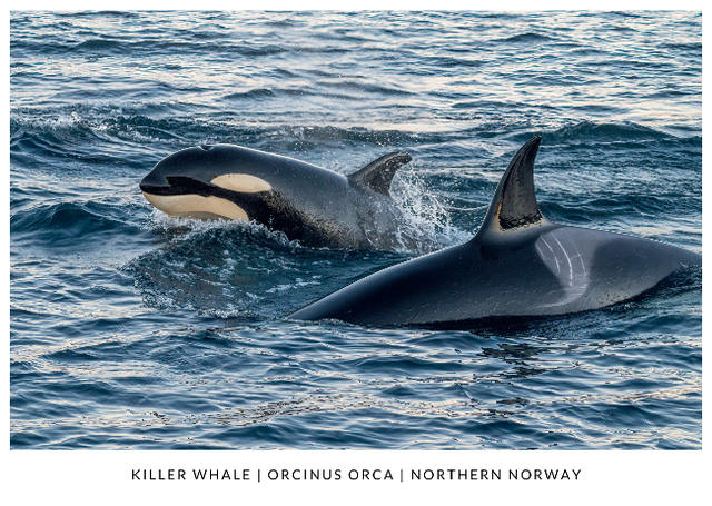 Postcard : Orca mother &amp; calf