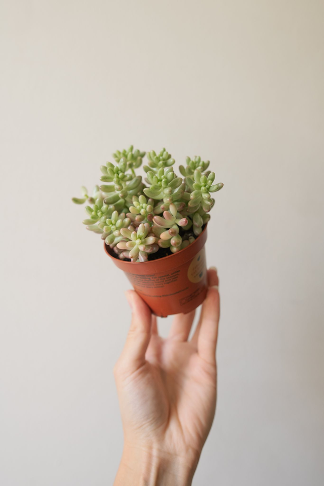 Sedum aurora 'Jelly Beans' 🌿