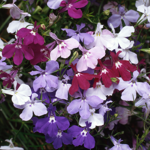Lobelia Trailing (Mixed Fountain) - Tray of 6 plants