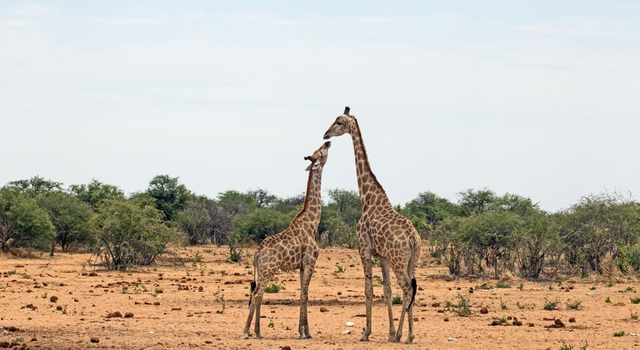 Extra Large Giraffe Family Blank Greetings Card