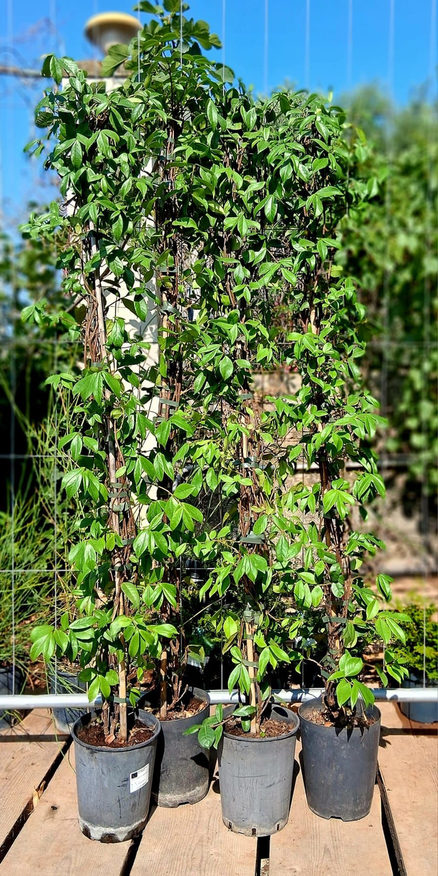 U02 . Rincospermo (Trachelospermum jasminoides) - Falso Gelsomino