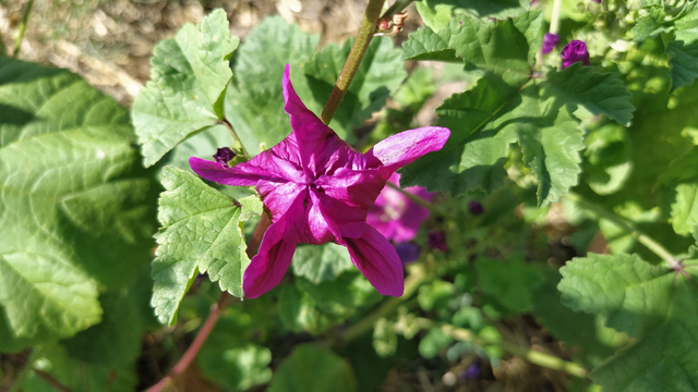 Mauve de Mauritanie - bio 15g