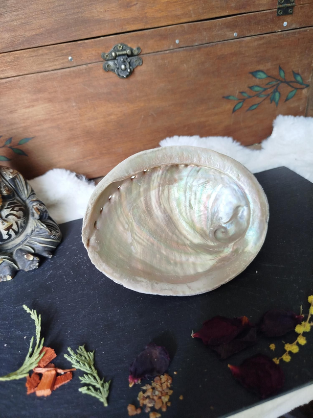 Coquille d'Ormeaux Moyenne