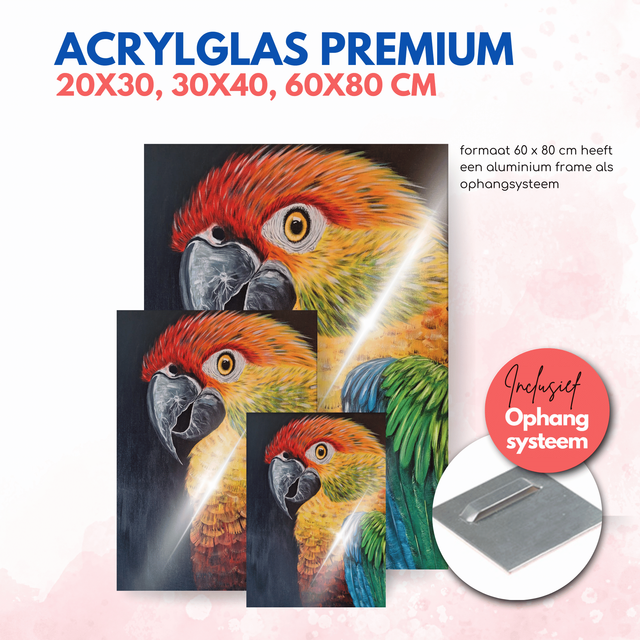 Papegaai | Acrylglas premium 