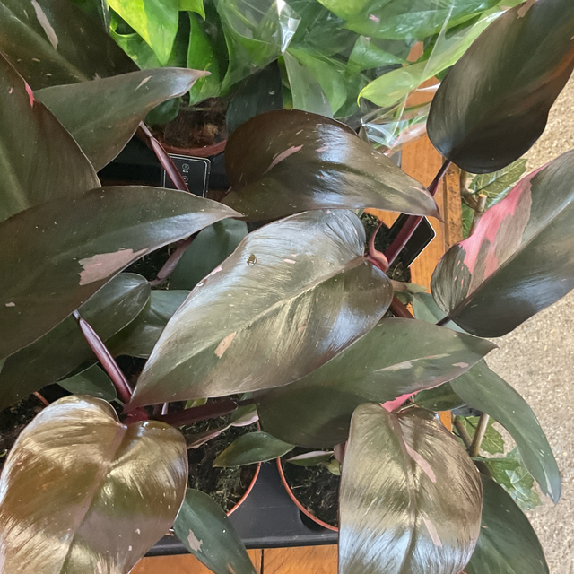 Philodendron pink princess 