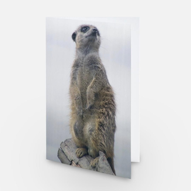 Meerkat greeting card 