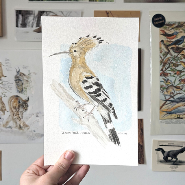 Huppe fasciée n°2 - Etude originale