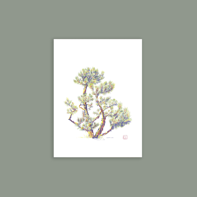 Carte postale - Pin des Alpes