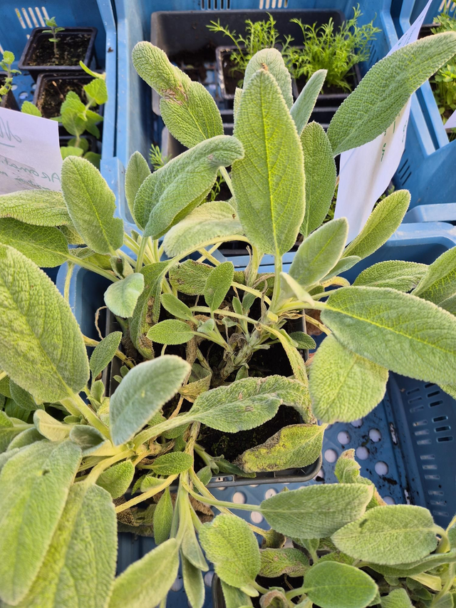 Épiaire laineuse / oreille d'ours